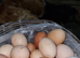 Fertile egg