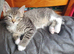 3 kittens from litter of 6 available