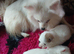 Pomeranian puppies