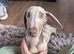 2yo Loki needs a home