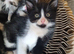 2 kittens available