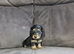 2 longhair mini dachshund boys