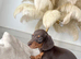 Beautiful Miniature Dachshund