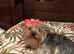 Male Yorkshire Terrier Pup