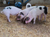 GOS Weaners available