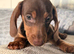 3 dachshund boys