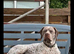 Braque du borbonnais puppies