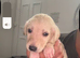 Saluki puppys