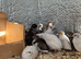 Adult button quails