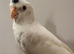 Various baby & adult cockatiels
