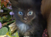 Fluffy kittens