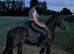 13.1h Cob Gelding For loan