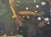 Koi pond closing down