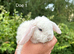 Cute and happy Mini Plush Lop Babies