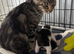 Beautiful kittens