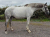 Princess 16.2hh Irish draft mare