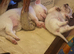 2 beautiful pure white boy chihuahuas