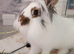 5 month old neutered male looking for loving home
