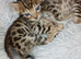 Pure pedigree bengal kittens