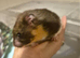 Female hamster