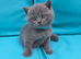 Beautiful British shorthair kittens