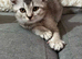 Kittens ready for new home