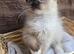 Ragdoll Kittens Available now