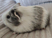 Guinea pigs