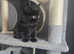 Kittens looking for they forever home