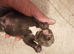KC blue Staffordshire Bull Terrier Puppies
