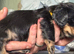 **Mini Long haired KC Dachshund**
