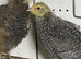 Japanese quails