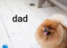 Female Teddy Bear Pomeranian Puppy Croydon
