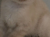 2 ragdoll kittens left