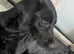 Beautiful KC Labrador Puppies