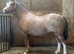Chesnut roan mare