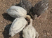 10 x Crollwitzer & Narragansett Turkey Poults
