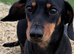 Stunning mini dachshund available