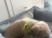 Cane corso puppies