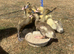 2 weeks old Indian runner ducklings
