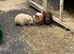 2 pairs of Guinea Pigs