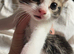 Kittens ready in 2 weeks