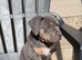 13 week old female