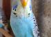 Baby Budgies