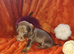 Wired hair dachshund
