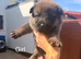 Belgian Sheppard malanois