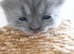 Beautiful little girl Gccf reg