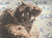 CHOCO & BLUE Fluffy Babies Looking for a 5★ Home!