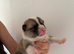Huskita puppy’s for sale