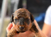 Toy poodle puppys